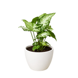 Syngonium 'White Butterfly'
