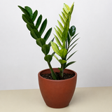 Zamioculcas 'Chameleon'
