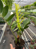 Zamioculcas 'Chameleon'