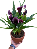 Calla Lily