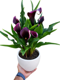 Calla Lily