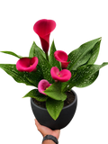 Calla Lily