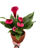 Calla Lily