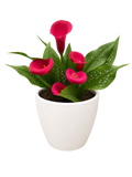 Calla Lily