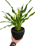 Calla Lily