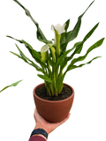 Calla Lily