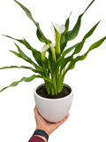 Calla Lily