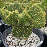 Green Funny Bunny Prickly Pear cactus with yellow spines in a pot with pebbles