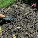 Hand holding a Worm Comb over soil with visible worms.