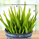 Aloe 'Crosby's Prolific'