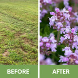 Before and after comparison of a lawn with patches and a close-up of purple thyme flowers.