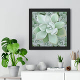 Pachyveria Haagei Succulent Pattern Framed Print – Botanical Wall Art