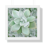 Pachyveria Haagei Succulent Pattern Framed Print – Botanical Wall Art