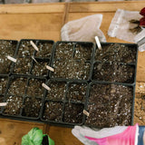 Seedling trays with soil and small plants on a wooden table. 4 Cell Plug Tray Inserts