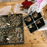 Person holding a seedling tray with small plants and seed packets on a wooden surface. 4 Cell Plug Tray Inserts