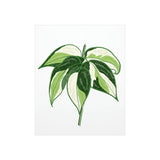 Philodendron Cream Splash Botanical Print – Unframed Wall Art