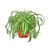 Spider Plant Hawaiian - 4" Pot - NURSERY POT ONLY