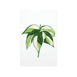 Philodendron Cream Splash Botanical Print – Unframed Wall Art