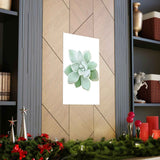 Pachyveria Haagei Succulent Botanical Print – Unframed Wall Art