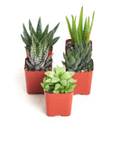 Four potted succulents on a white background