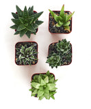 Five small succulent plants in square containers on a white background