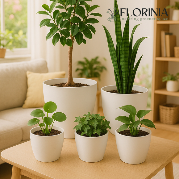 Set of potted plants on a wooden table with 'FLORINIA' branding in the background 5-Piece White Plastic Planter Pot Set – Modern Round Design