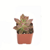 Graptosedum 'California Sunset'
