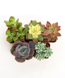 Collection of various succulents in small pots on a white background