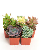 Collection of potted succulents on a white background