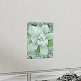 Pachyveria Haagei Succulent Pattern Botanical Print – Unframed Wall Art