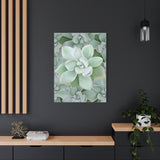 Pachyveria Haagei Succulent Pattern Canvas Print – Botanical Wall Art