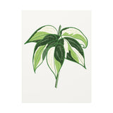 Philodendron Cream Splash Canvas Print – Botanical Wall Art