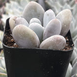 Moonstones Pachyphytum in a black pot with a soft focus background