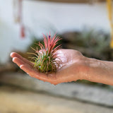 Hand holding a small air plant with a blurred natural background