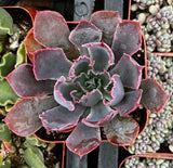 Close-up of Echeveria 'Neon Breaker' with purple and pink edges, surrounded by other plants.