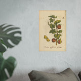 Fructus grossulariae spinosae, Colorized Gooseberry Botanical Engraving