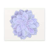 Graptopetalum Murasaki Succulent Canvas Print – Botanical Wall Art