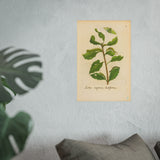 Salix caprea latifolia, Colorized Broad-Leaved Willow Engraving