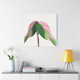 Pink Princess Philodendron Canvas Print – Botanical Wall Art
