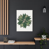 Stromanthe Triostar Canvas Print – Botanical Wall Art