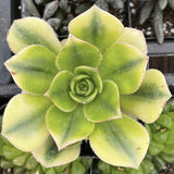 Close-up of Aeonium floribundum aka Aeonium 'Floresens' plant with a blurred background
