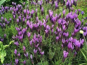 Purple flowers with green leaves in a garden setting