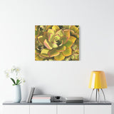 Noble Aeonium Succulent Pattern Canvas Print – Botanical Wall Art
