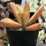 Potted Sedum Firestorm plant with orange leaves in a greenhouse setting