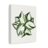 Manjula Pothos Canvas Print – Botanical Wall Art