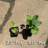 Two heart-shaped Purple Violet Live Plant – Viola sororia – Maryland Native Shade Groundcover, Zones 3–8 in small black plastic pots placed on concrete ground, with text overlays reading '2.5" Pot' and '3.