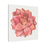 Graptosedum California Sunset Succulent Canvas Print – Botanical Wall Art