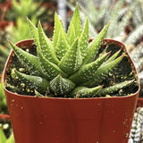 Haworthiopsis fasciata in a red pot with a blurred background