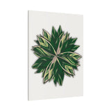 Stromanthe Triostar Canvas Print – Botanical Wall Art