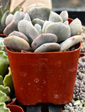 Echeveria 'Cubic Frost' in a red pot with a blurred background